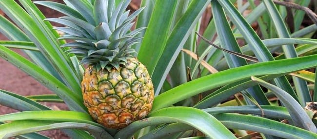 오아후: 그랜드 서클 섬, 돌 농장, 마카다미아 농장 에코 투어