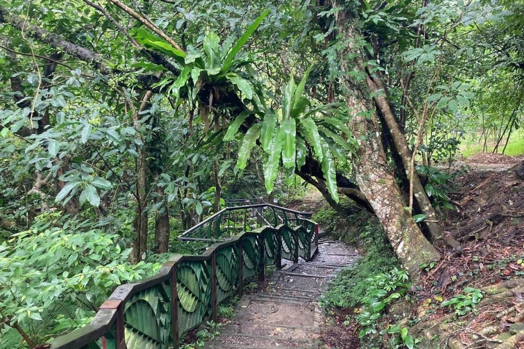 마오콩 티 프래그런스 루프 트레일