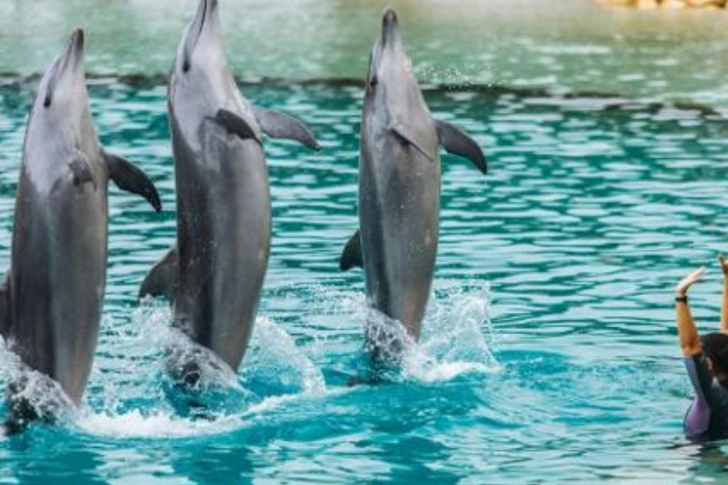 수영장에서 두 마리의 돌고래가 일제히 물에서 뛰어내리고 있습니다.
