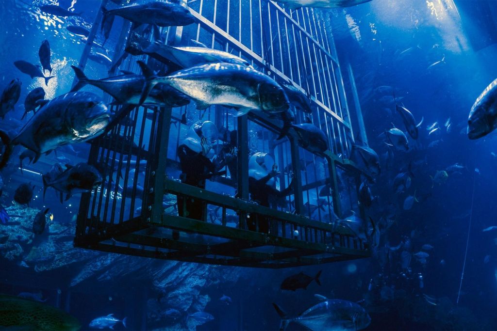 두바이 수족관 & 수중 동물원