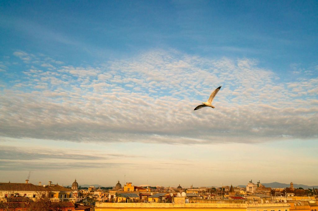 해가 질 때 구름이 흩날리는 하늘 아래 지붕과 먼 돔이 있는 도시 풍경을 날고 있는 갈매기입니다.