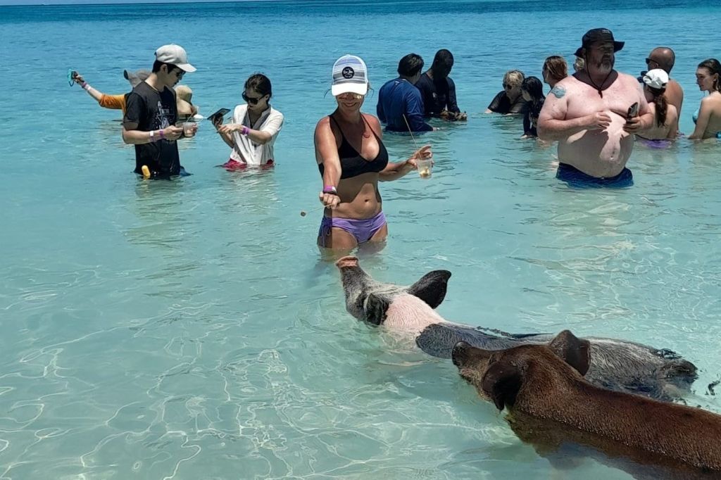 로즈아일랜드의 수영 돼지