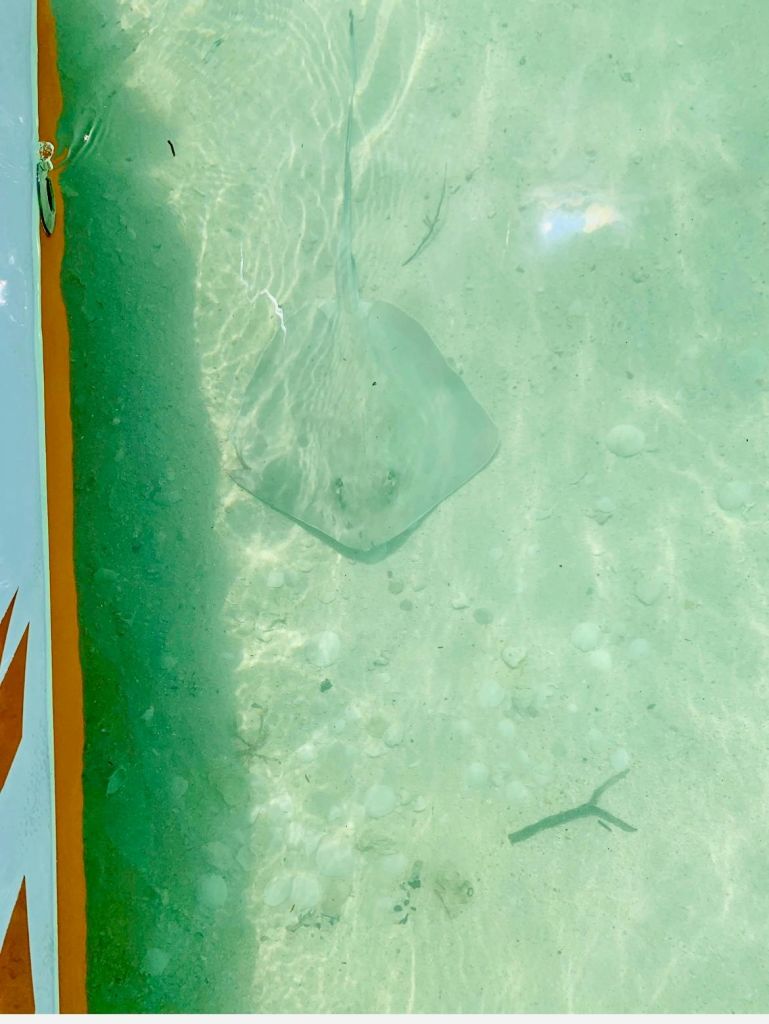 주황색과 흰색으로 디자인된 보트 가장자리 근처의 맑고 얕은 물에서 수영하는 가오리.