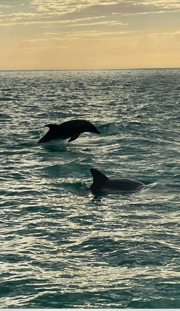 바다에 두 마리의 돌고래가 있는데, 하나는 물에서 뛰어내리고 다른 하나는 수면에서 헤엄치고 있습니다.