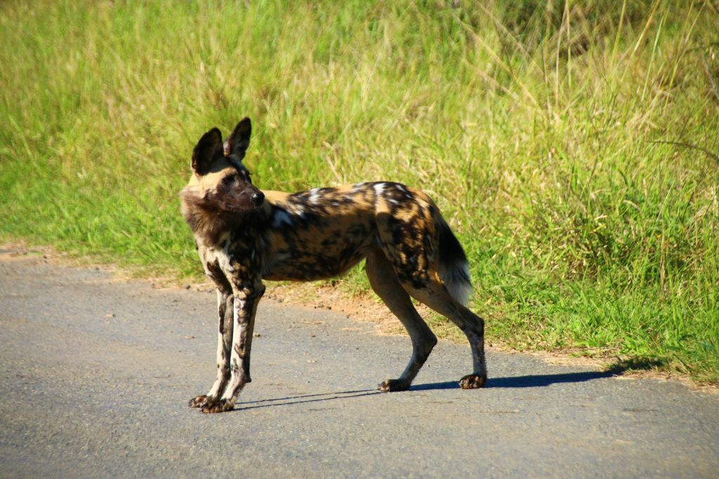 공원에서 만나는 야생견