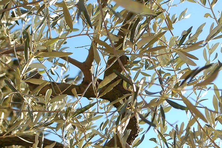 햇빛은 올리브 나무의 가지와 푸른 잎을 통해 맑고 푸른 하늘을 필터링합니다.