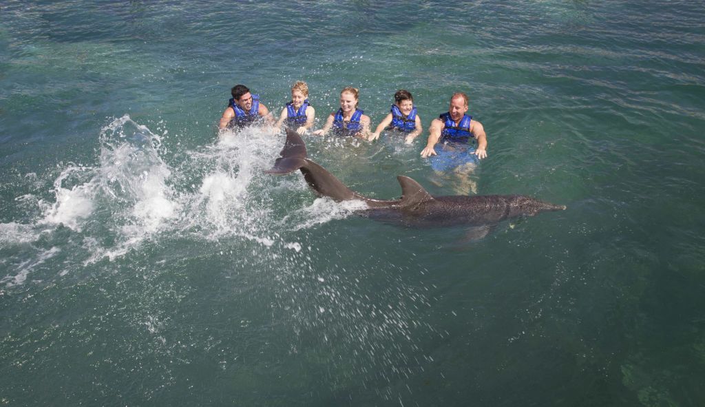 푸른색 구명조끼를 입은 5명이 물속에서 돌고래 두 마리와 상호작용을 합니다. 돌고래는 헤엄치며 물놀이를 합니다.