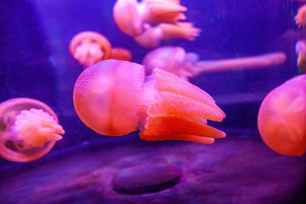 SEA LIFE Sydney