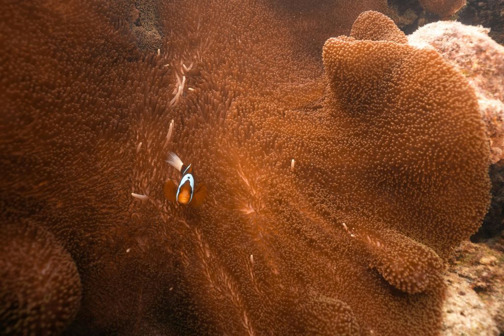 고독한 광어가 수중에서 갈색 바다 아네모네 촉수 사이를 헤엄치고 있습니다.