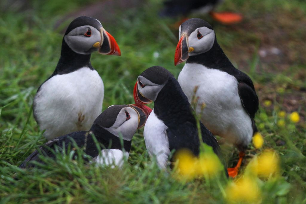 노란색 꽃이 만발한 잔디밭에 검은색과 흰색 깃털의 퍼핀 네 개와 오렌지색 부리가 함께 서 있습니다.