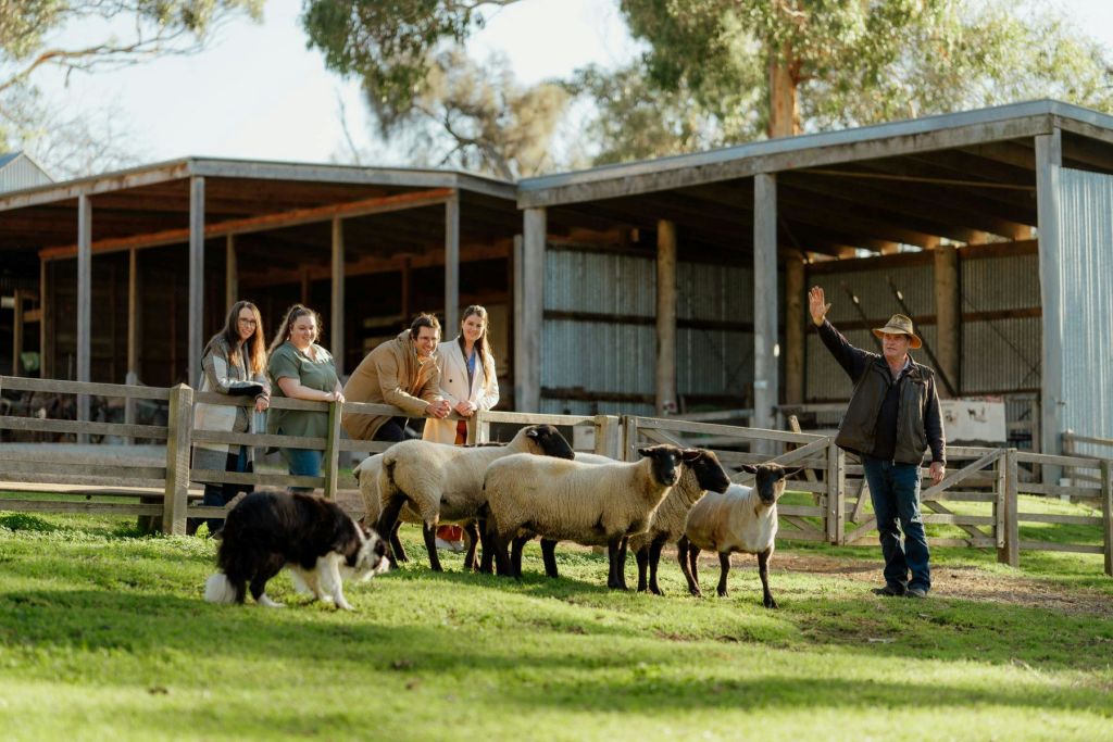 화창한 날 헛간 근처 잔디밭에서 목재 울타리에 기대어 양과 개를 관찰하는 네 명의 사람들.