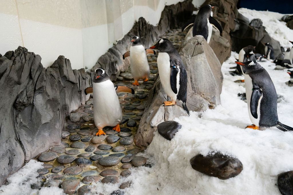 돌을 배경으로 실내 서식지에서 바위와 눈 위에 서 있는 펭귄.