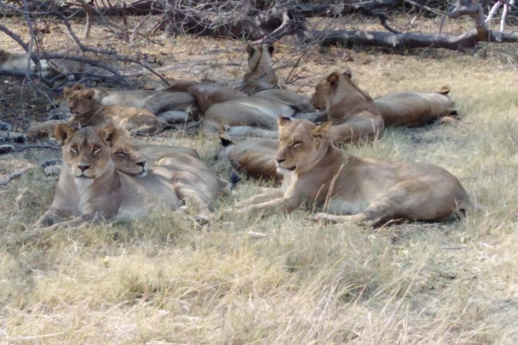 공원에서 사자 관찰하기