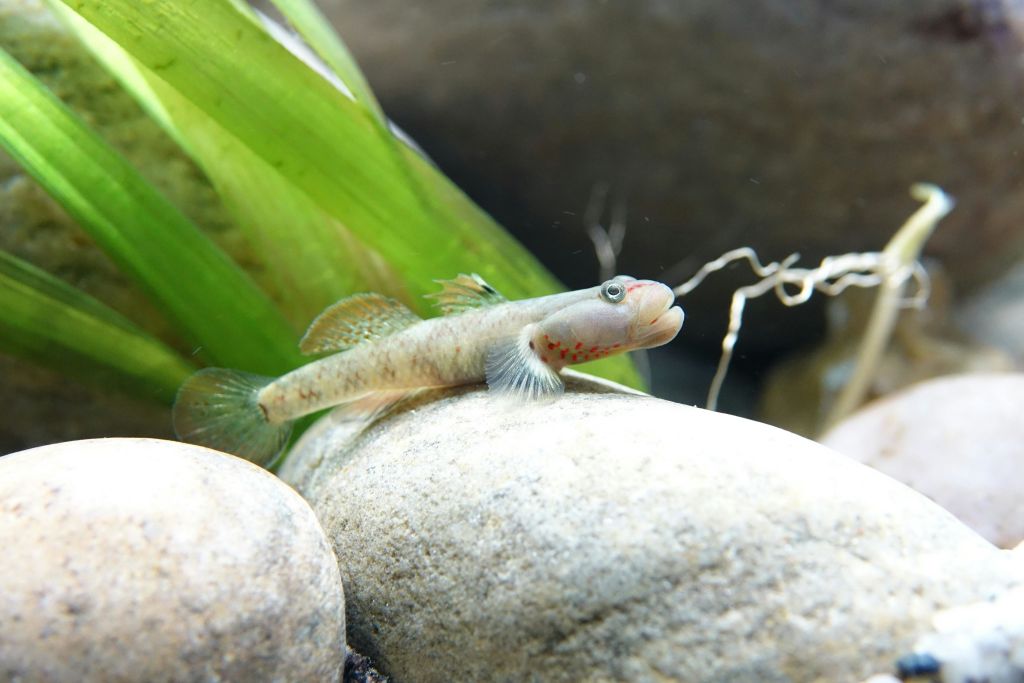 아쿠아리움에서 물고기 잡기