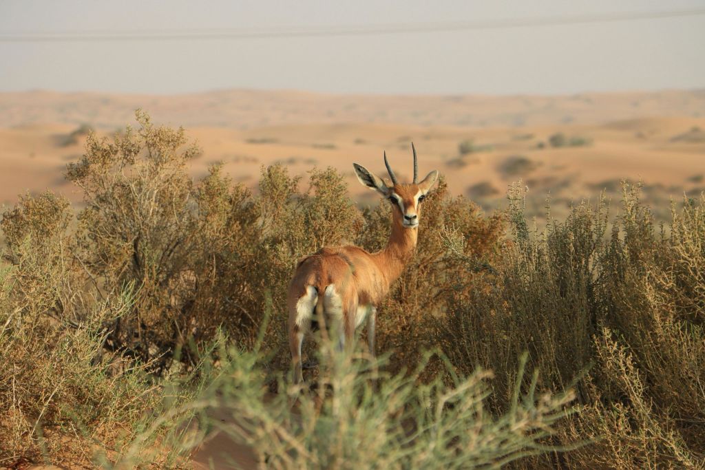 플래티넘 헤리티지: 빈티지 랜드로버 또는 낙타 캐러밴으로 즐기는 헤리티지 사파리