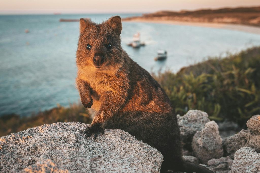 Quokka