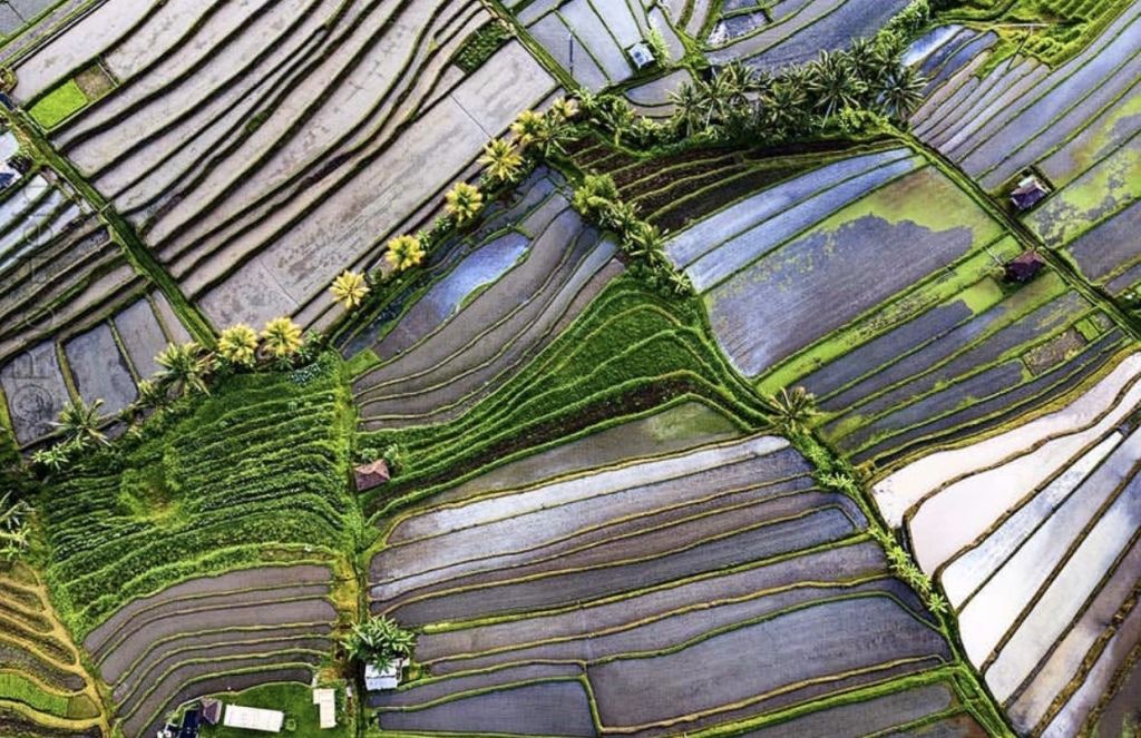야자수와 작은 구조로 둘러싸인 다양한 재배 단계의 계단식 논의 공중 전망.