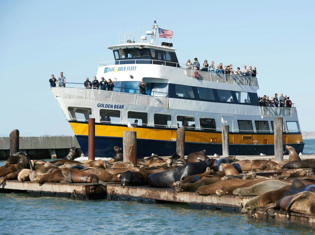 승객이 탑승한 페리 보트가 햇살을 받으며 바다사자들로 붐비는 선착장 근처를 지나고 있습니다.