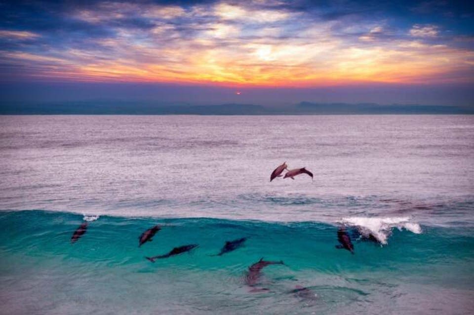 사타야 돌고래의 집 마르사알람