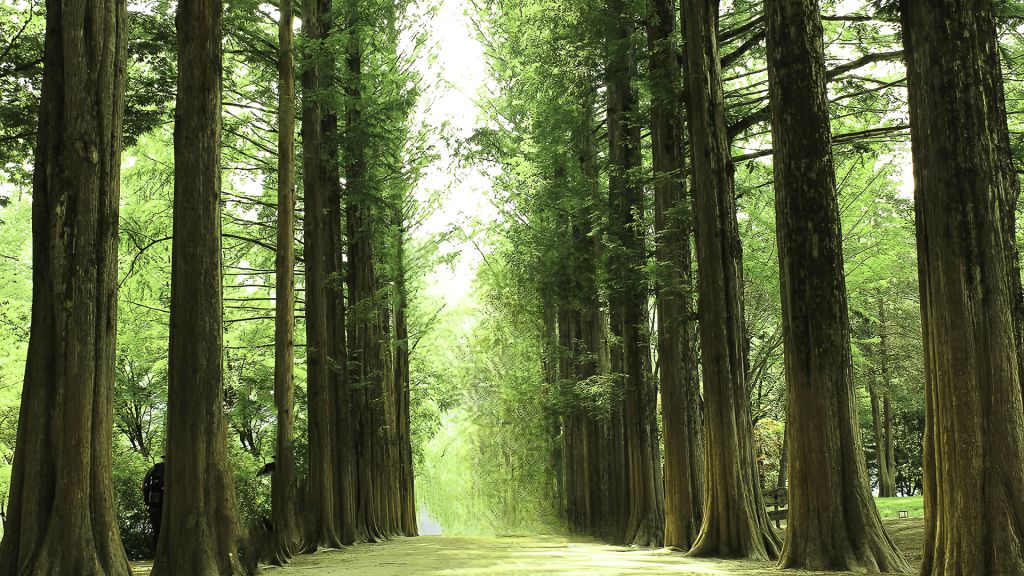 Nami Island · Gangchon Rail Bike · Petite France + Italian Village PrivateTour