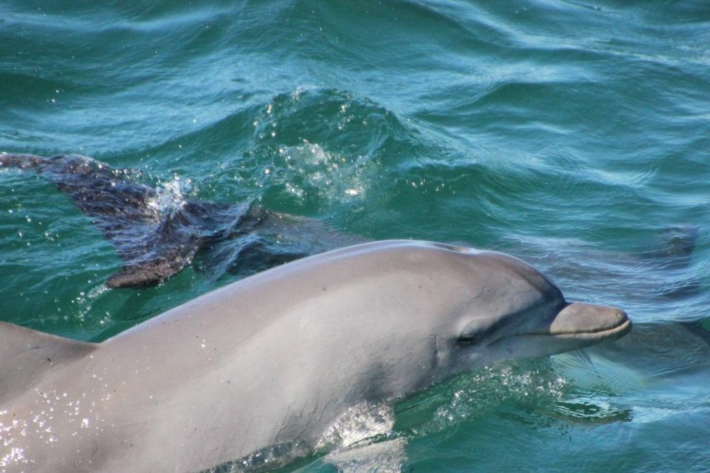 마법의 생물을 자세히 살펴보세요!