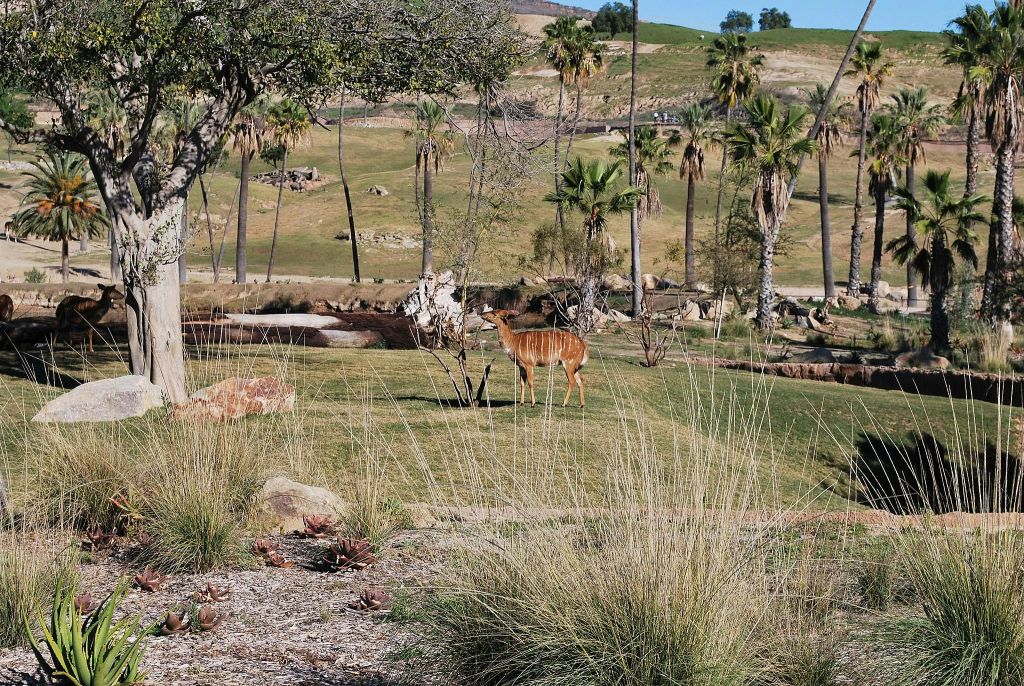샌디에고 동물원 사파리 공원