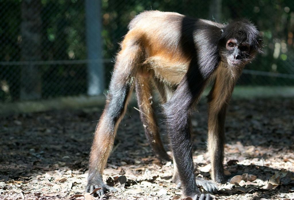 흐릿한 배경에 울타리가 있는 거미 원숭이가 나뭇잎으로 뒤덮인 바닥에 서 있습니다.