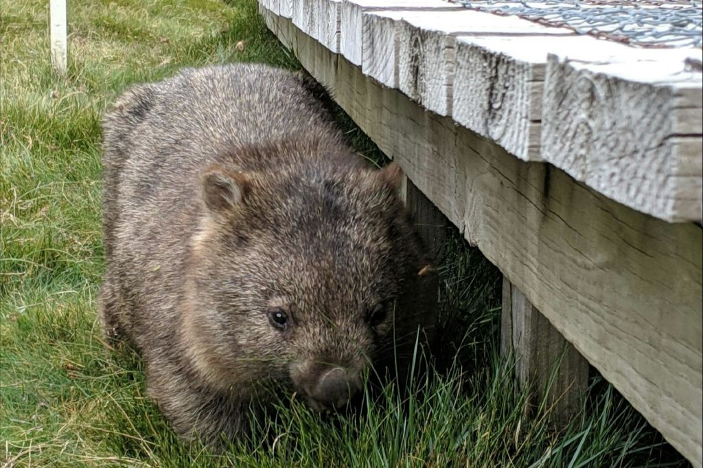 베스트 야생동물 투어
