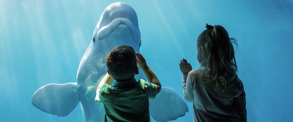 벨루가 고래와 교감하는 두 아이가 수족관 수조에 손을 대고 있습니다.