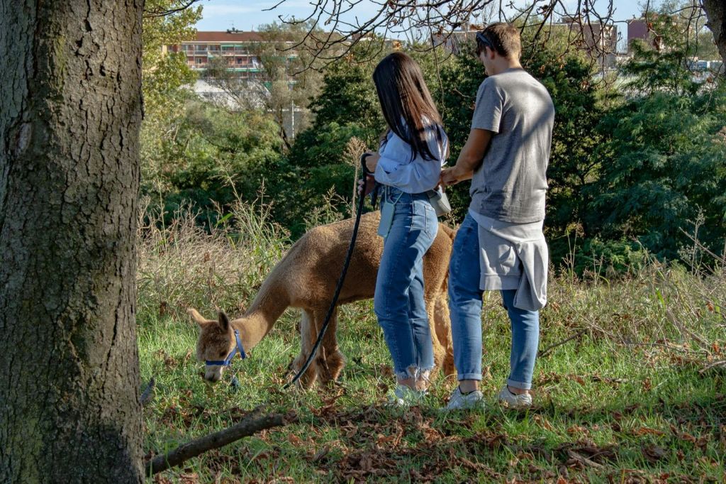 방목된 알파카에 목줄을 매고 잔디밭에 서 있는 두 사람. 나무와 건물이 배경으로 보입니다.