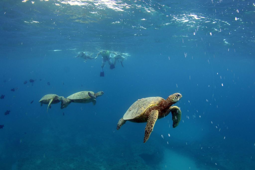 세 마리의 바다거북이 맑고 푸른 물 위에서 여러 명의 스노클러와 함께 물속에서 헤엄치고 있습니다.