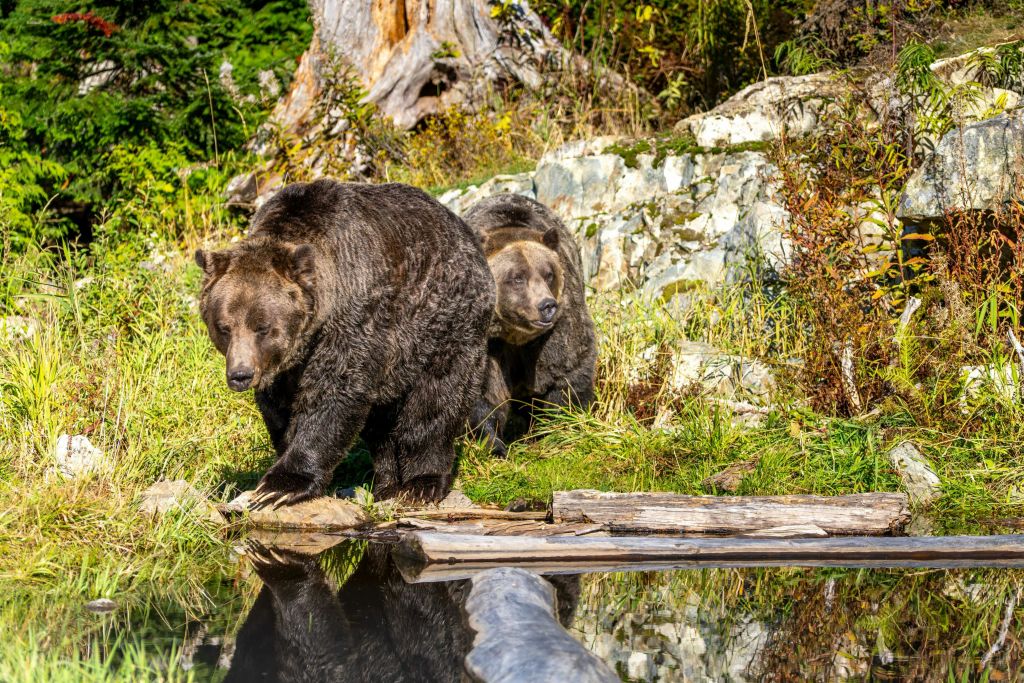 나무를 배경으로 잔디가 우거진 암석 지대의 반사 수면 근처에 갈색 곰 두 마리가 있습니다.