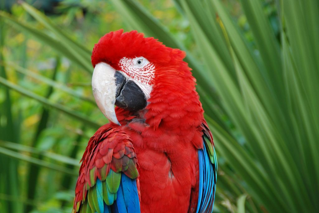 빨간색, 파란색, 초록색 깃털을 가진 알록달록한 앵무새가 푸른 단풍 앞에 자리잡고 있습니다.