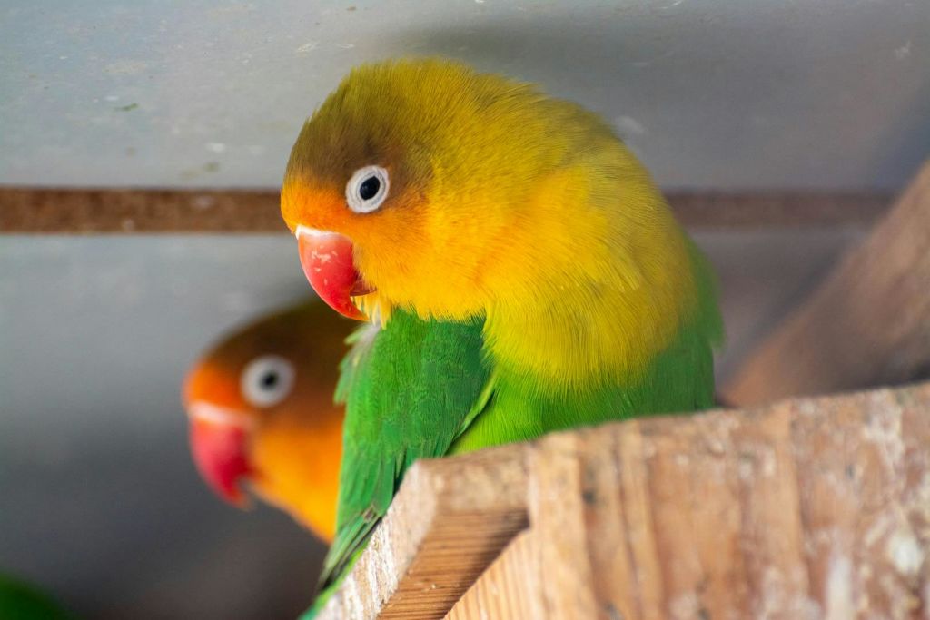 노란 머리, 초록색 날개, 붉은 부리가 달린 두 마리의 다채로운 러브버드가 목조 구조물에 자리하고 있습니다.