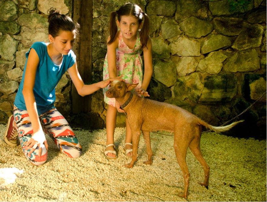 한 명은 무릎을 꿇고 한 명은 서 있는 두 명의 소녀가 돌로 된 자갈 바닥에 갈색 개를 쓰다듬고 있습니다.