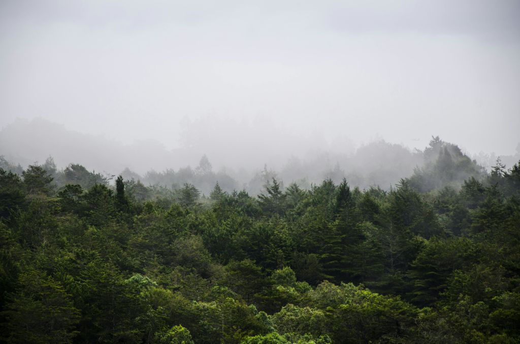안개로 뒤덮인 빽빽한 녹색 숲, 흐린 하늘 아래 안개 낀 거리까지 나무 꼭대기가 펼쳐져 있습니다.