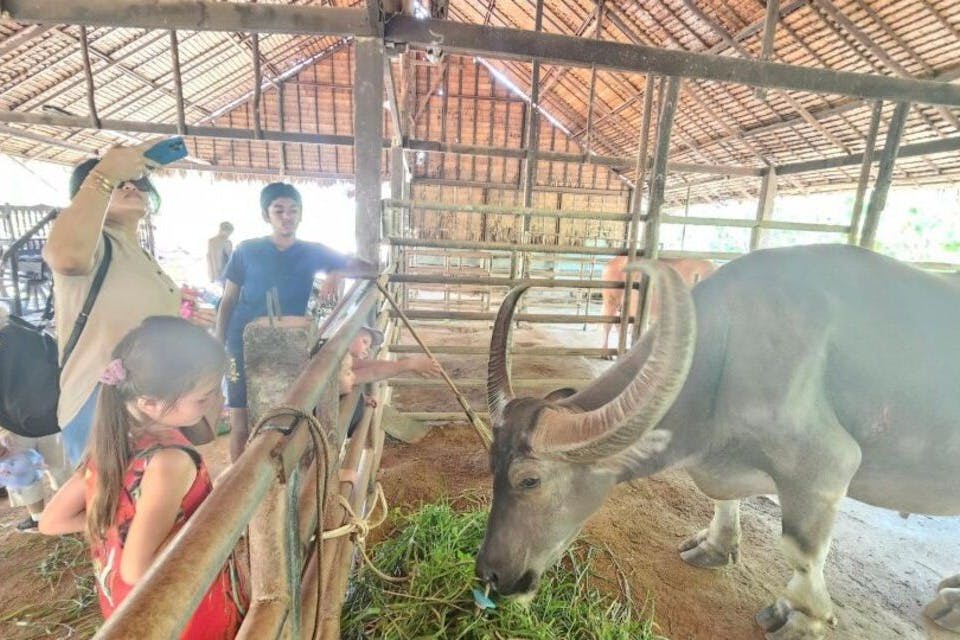 물소에게 먹이를 주는 것은 이 부드러운 거인들과 교감할 수 있는 즐거운 경험입니다.