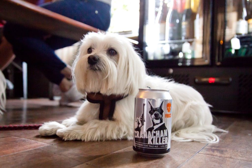 개와 함께하는 맥주 투어