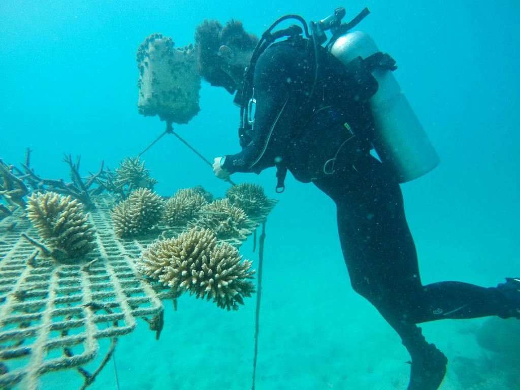 맑고 푸른 물의 수중 구조물에서 산호를 다루는 스쿠버 다이버.