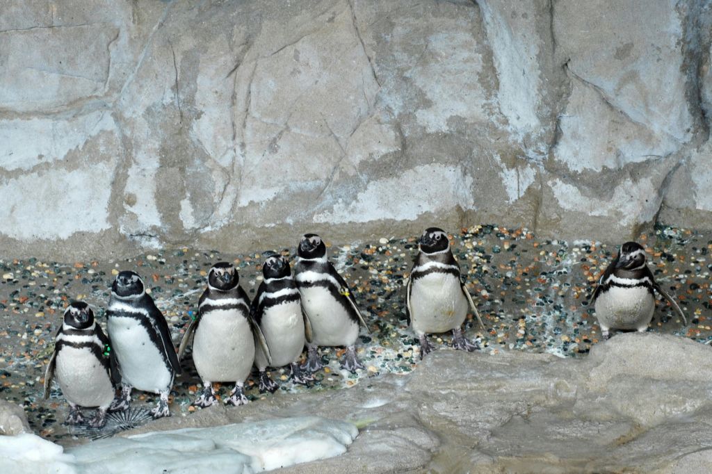 제노바 펭귄스 아쿠아리움