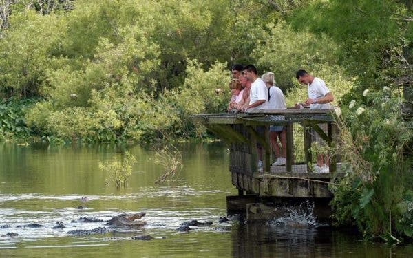 악어가 있는 물줄기가 내려다보이는 나무 플랫폼에 여러 사람이 서 있습니다. 초목이 현장을 둘러싸고 있습니다.