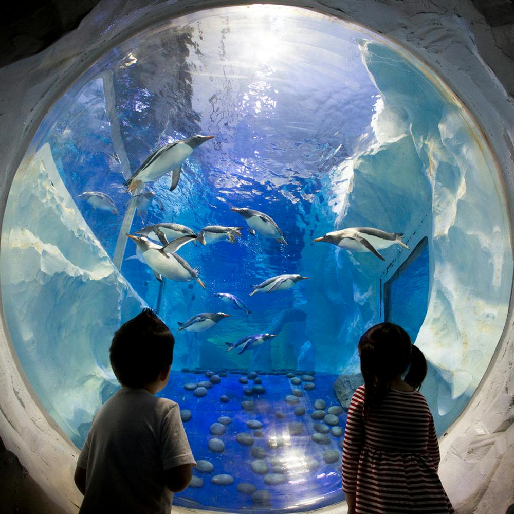 두 어린이는 얼음처럼 푸른 물과 바위 장식이 있는 커다란 원형 수족관 탱크에서 펭귄이 헤엄치는 모습을 관찰합니다.