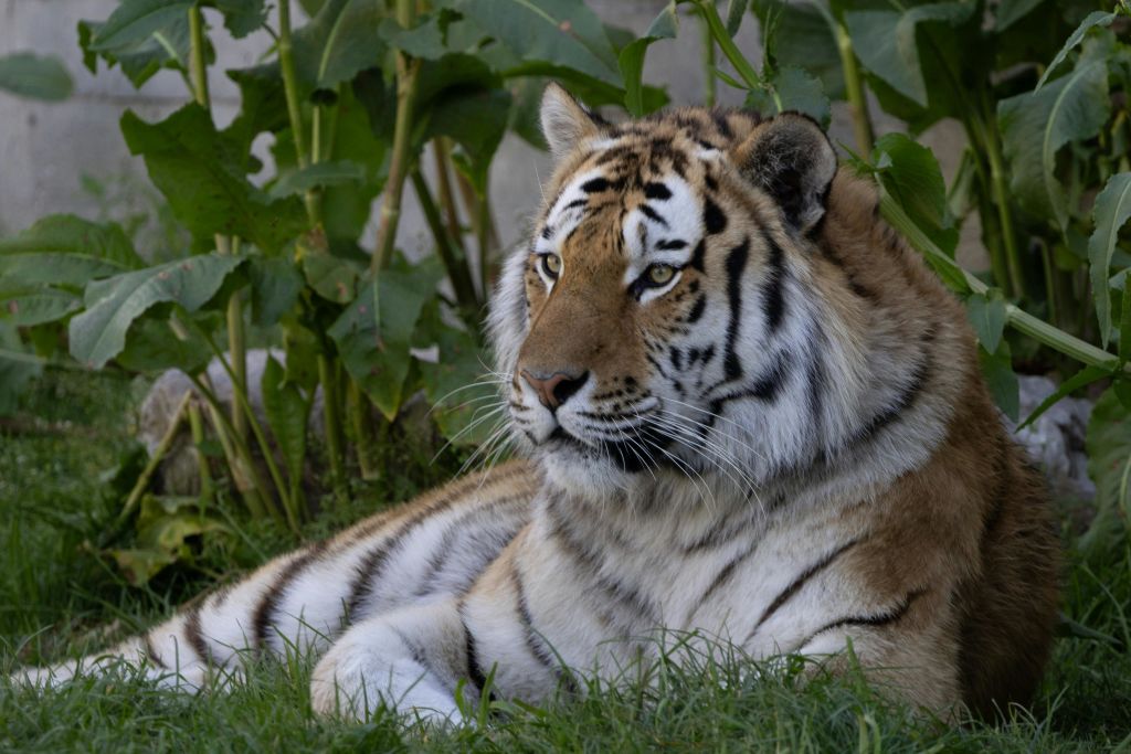 마드리드 동물원