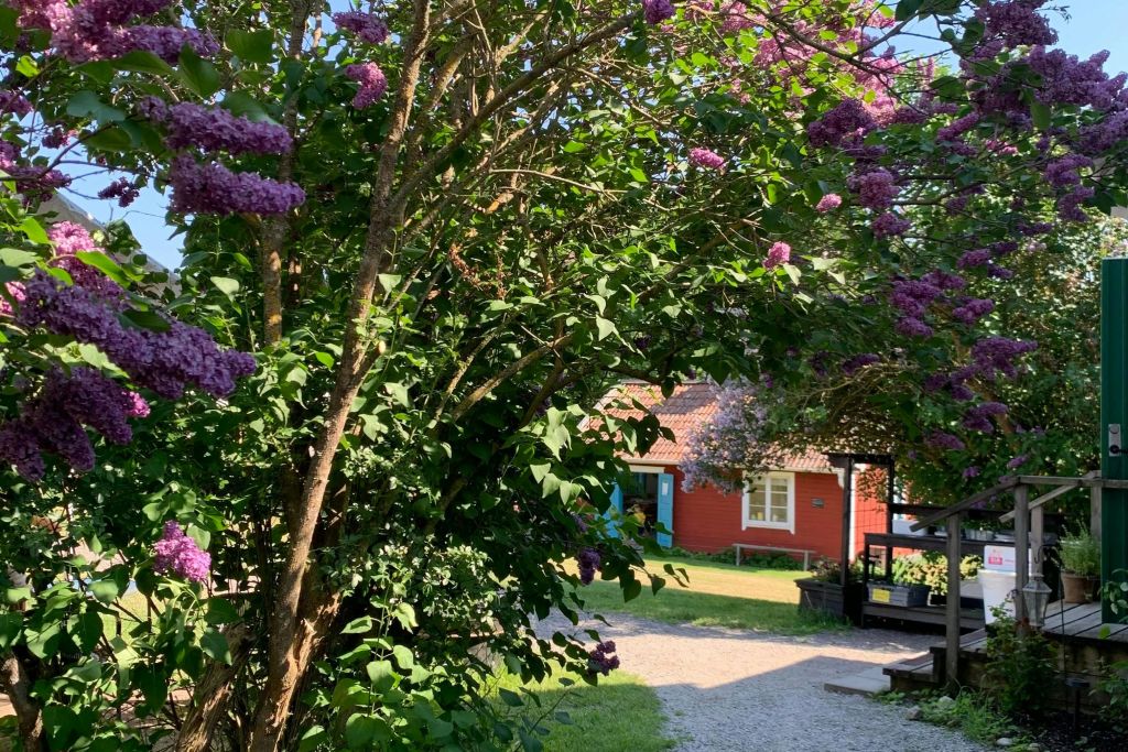 보라색 꽃이 만발한 라일락 수풀은 햇살이 내리쬐는 정원에 기와 지붕이 있는 빨간색 주택으로 이어지는 자갈길을 그립니다.