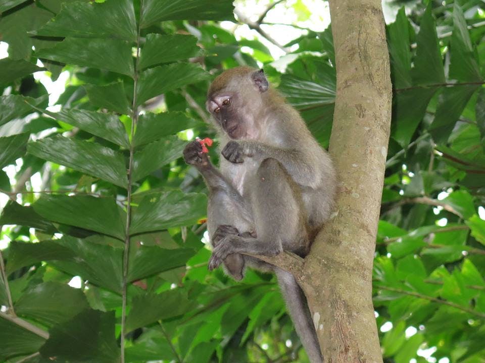 원숭이가 나무에 앉아 푸르른 잎사귀로 둘러싸인 손에 든 작은 붉은 물체를 살펴보고 있습니다.
