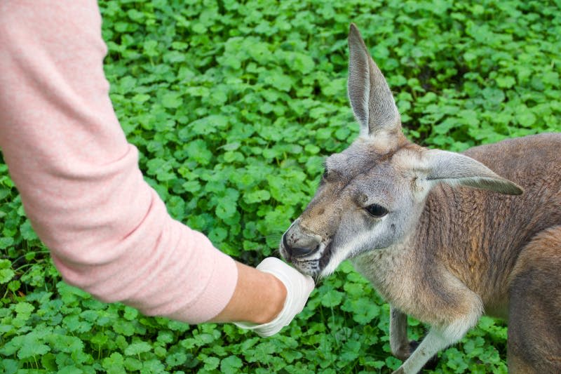 분홍색 소매를 입은 사람이 푸르른 단풍에 캥거루를 먹입니다.
