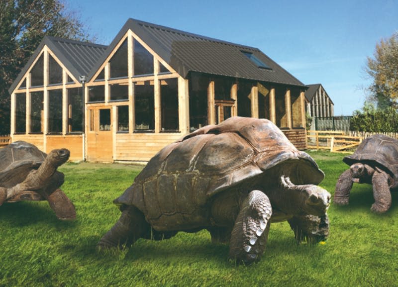 맑고 푸른 하늘 아래 검은 지붕 패널이 있는 현대적인 목조 건물 앞 잔디에 있는 커다란 거북이.