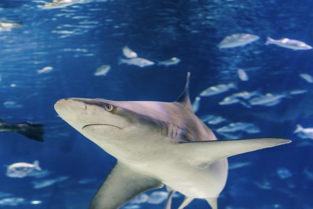 푸른 수중 환경에서 다른 물고기들과 함께 물속에서 헤엄치는 상어.