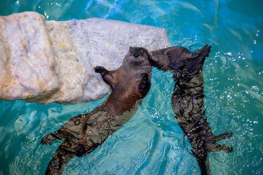 바위 표면 근처의 맑고 푸른 물에 두 마리의 수달이 등에 떠 있고, 한 마리의 수달이 다른 한 마리의 얼굴에 닿아 있다.