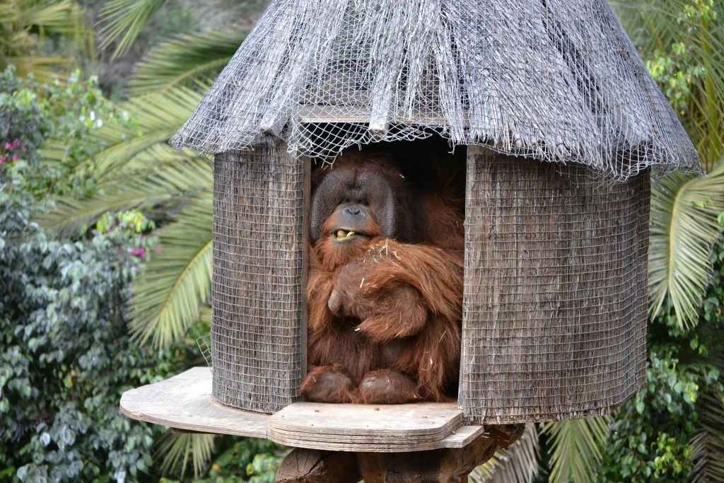 푸르름을 배경으로 음식을 씹으며 초가집 안에 앉아 있는 오랑우탄.
